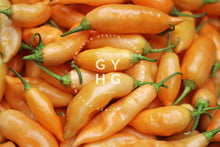 Load image into Gallery viewer, Big harvest of Sugar Rush Peach Peppers hydroponically grown in Georgia