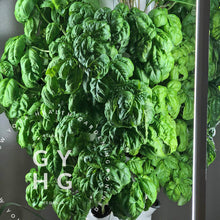 Load image into Gallery viewer, Genovese Sweet Basil growing hydroponically on a indoor tower garden