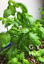 Load image into Gallery viewer, Genovese Sweet Basil growing in an aquaponic system