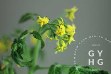 Load image into Gallery viewer, Close Up of Bud Set of Tom Thumb Micro Dwarf Cherry Tomato Hydroponic Adapted