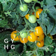 Load image into Gallery viewer, Venus Microdwarf Yellow Dwarf Cherry Tomato Plant Hydroponic adapted Seed for Sale for Aerogarden, Tower Garden, and Farm Stand