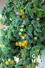 Load image into Gallery viewer, Size of Venus Micro Dwarf Yellow Cherry Tomato plant growing on Tower Garden vertical hydroponic garden