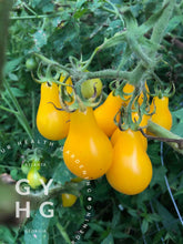 Load image into Gallery viewer, Yellow Fig Pear Cherry Tomato on the Vine