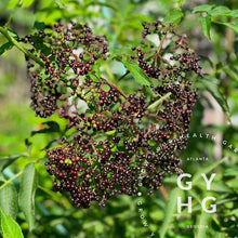Load image into Gallery viewer, Adams Elderberry Trees // Medicinal Berry Bushes // Live Young Plants (2 Plant Bundle)
