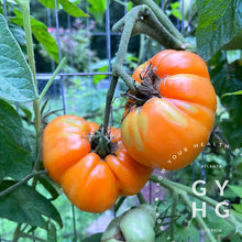 Load image into Gallery viewer, Apricot Brandywine Heirloom Tomato growing hydroponic on the vine
