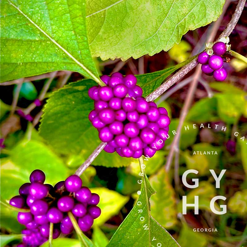Beauty Berry Georgia Wild-Sourced Native to Georgia Edible Plant Seed for Sale