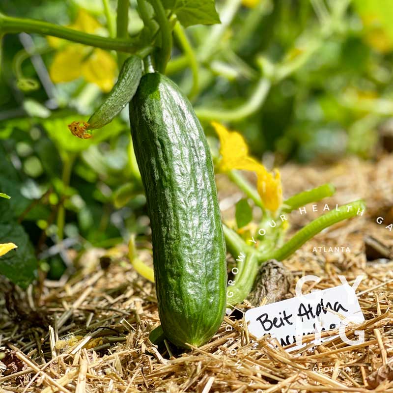 Beit Alpha Cucumber Seeds (Great for Pickling!)