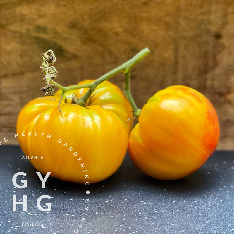 Big Rainbow Heirloom Tomato Bi-color Hydroponic Grown and Adapted