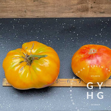 Load image into Gallery viewer, Size Comparison Big Rainbow Heirloom Tomato Bi-color Hydroponic Grown and Adapted
