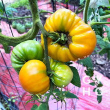 Load image into Gallery viewer, Big Rainbow Heirloom Tomato Bi-color Hydroponic adapted growing on the vine
