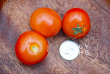 Load image into Gallery viewer, Close up of Birdie Rouge Microdwarf Tomato Seeds for Sale Hydroponic Adapted and size comparison
