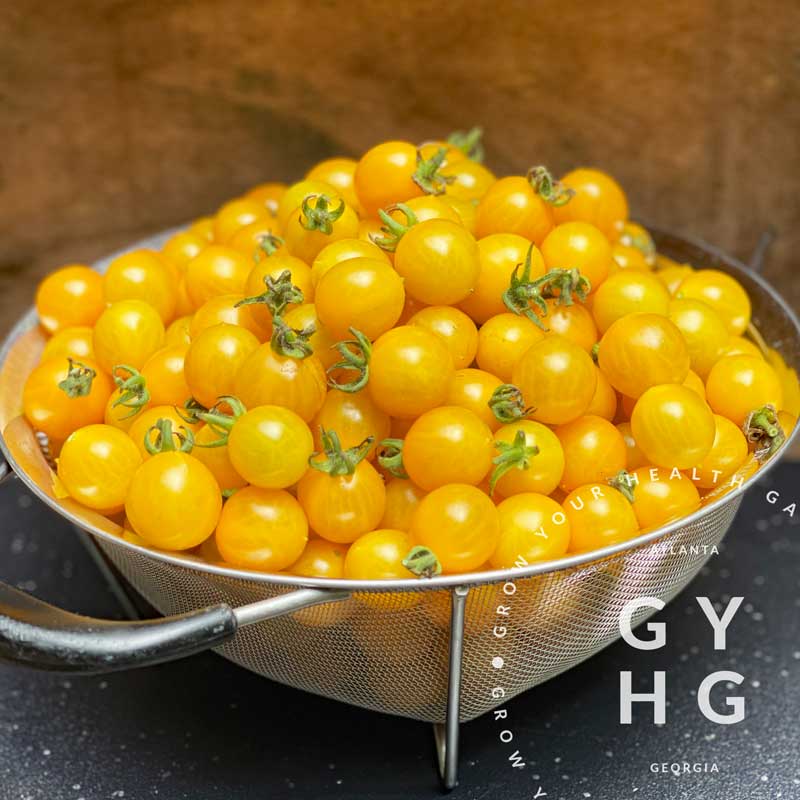 Blondkopfchen Yellow Heirloom Cherry Tomato Seeds for Sale
