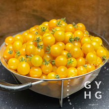 Load image into Gallery viewer, Blondkopfchen a German yellow cherry tomato that produces bunches and bunches of cherry tomatoes
