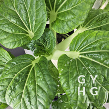 Load image into Gallery viewer, Bok Choy Hydroponically grown seed for Tower Garden or FarmStand vertical indoor or outdoor gardens
