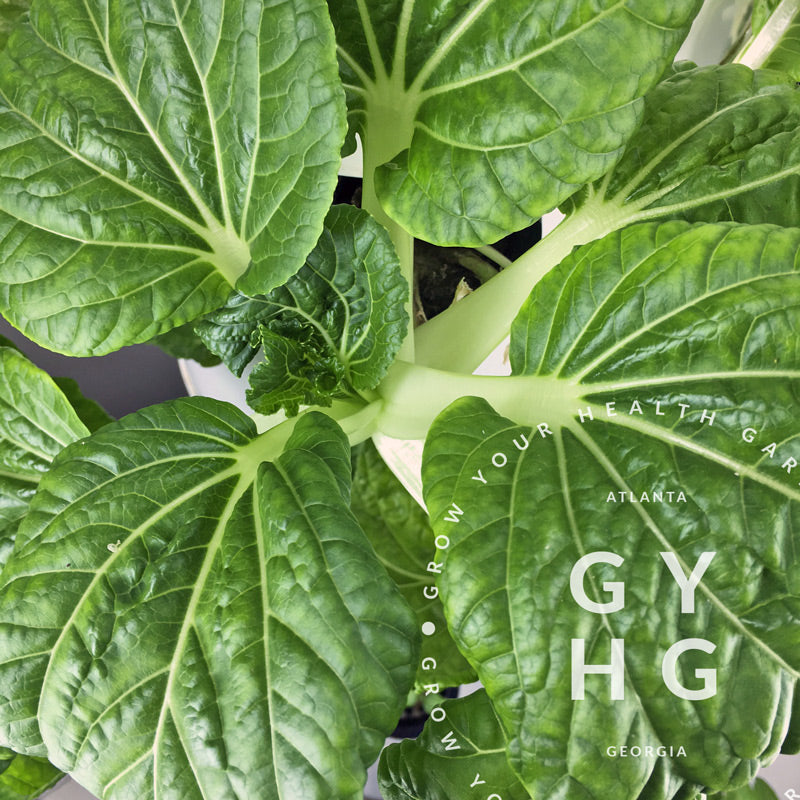 Bok Choy Hydroponically grown seed for Tower Garden or FarmStand vertical indoor or outdoor gardens