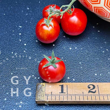 Load image into Gallery viewer, Bonsai Microdwarf Cherry Tomato scale size comparison
