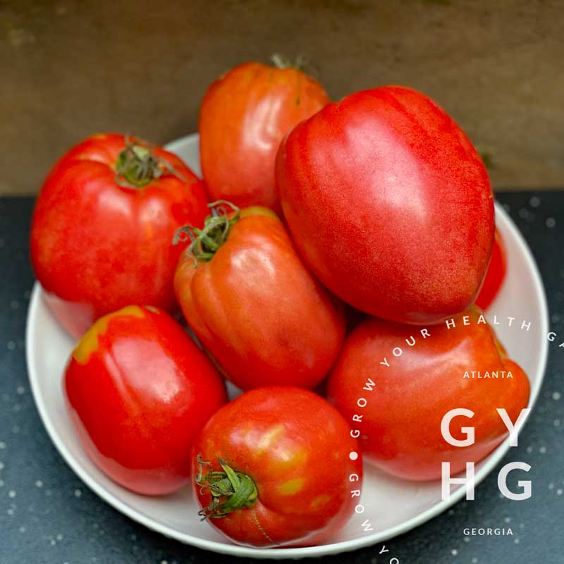 Cancelmo Family Heirloom Paste Red Tomato Hydroponic grown seed for sale of rare cultivar