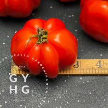 Load image into Gallery viewer, size comparison of Charlie Chaplin Heirloom Rare Hydroponic Seed for Sale
