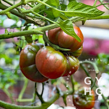 Load image into Gallery viewer, Cherokee Purple Heirloom Tomato on the Vine
