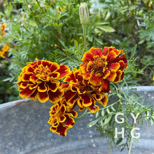 Load image into Gallery viewer, Colossus Red Gold Bicolor Marigold Seeds
