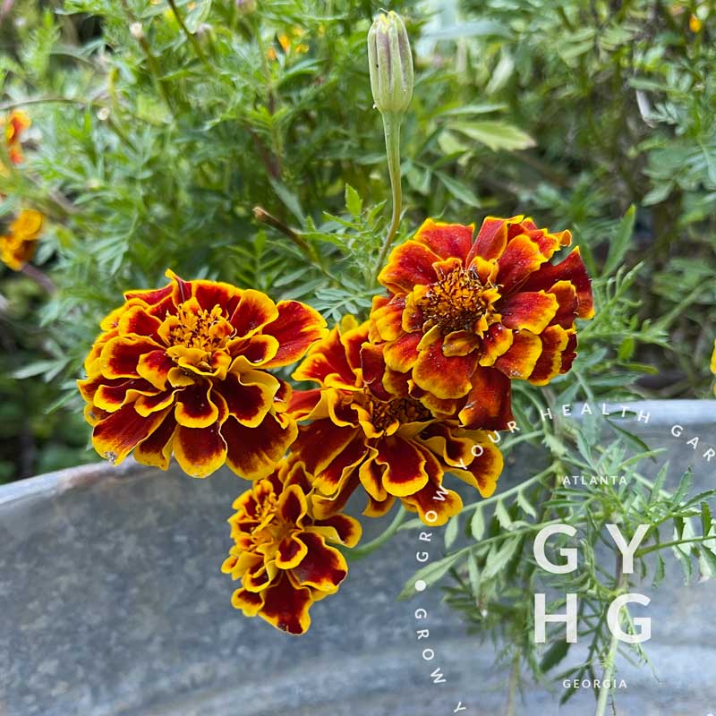 Colossus Red Gold Bicolor Marigold Seeds – Grow Your Health Gardening