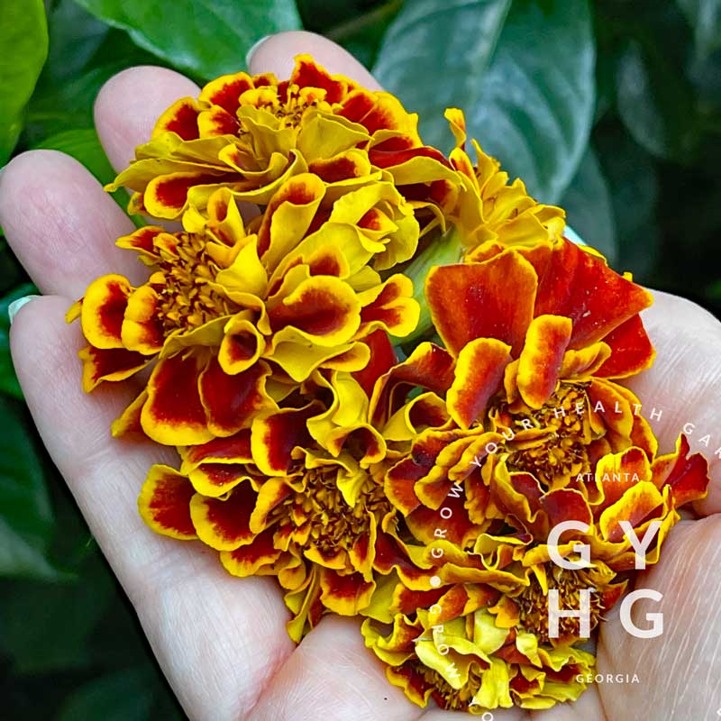 Colossus Red Gold Bicolor Marigold Seeds – Grow Your Health Gardening
