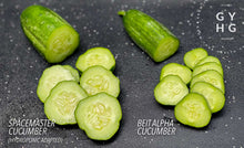 Load image into Gallery viewer, Space Master 80 Cucumber Seeds (Great for Pickling!) Hydroponic-Adapted
