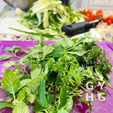 Load image into Gallery viewer, Cilantro (Coriander) Slow Bolt Heirloom Herbs Seeds
