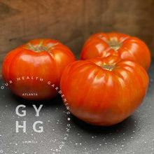 Load image into Gallery viewer, Garden Monster Leader Large Slicer Tomato hydroponic - adapted seed for sale
