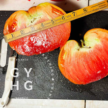 Load image into Gallery viewer, Garden Monster Leader Large Slicer-type Tomato Seeds (Rare)
