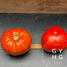 Load image into Gallery viewer, Garden Monster Leader Large Slicer Tomato hydroponic seed size comparison
