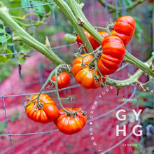 Load image into Gallery viewer, Costoluto Genovese Italiian Heirloom Tomato growing hydroponically on the vine in a Bato Bucket system
