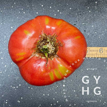 Load image into Gallery viewer, German Johnson Heirloom Tomato varies in size between 4&quot; - 5&quot; in diameter 
