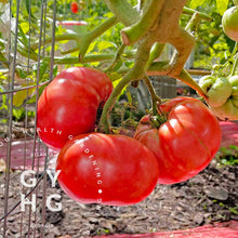Load image into Gallery viewer, German Johnson Heirloom Tomato cluster ripe on vine grown in hydroponic system
