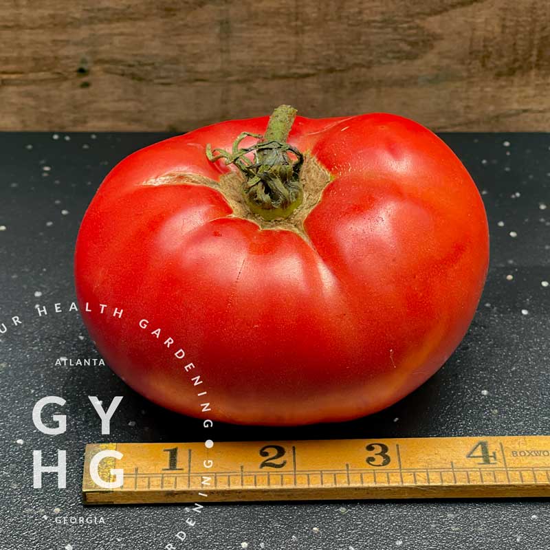 German Johnson Heirloom Tomato Variety Size Comparison