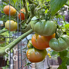 Load image into Gallery viewer, German Johnson Heirloom Tomato variety ripening on vine
