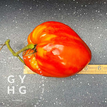 Load image into Gallery viewer, Goatbag Rare Heirloom Oxheart Tomato Variety size comparison hydroponic seed for sale
