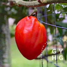 Load image into Gallery viewer, Goatbag Rare Heirloom Oxheart Tomato Variety seed for sale
