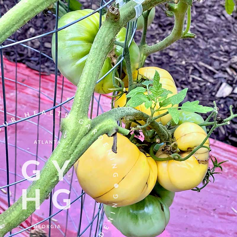 planting heirloom tomato seeds Great White Heirloom Low-Acid Tomato Seeds – Grow Your Health Gardening