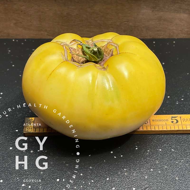 Great White Heirloom Tomato Low-Acid Hydroponic Variety