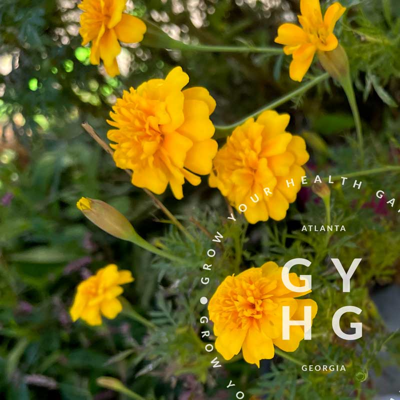 marigold seed viability Gypsy Sunshine Marigold Seeds