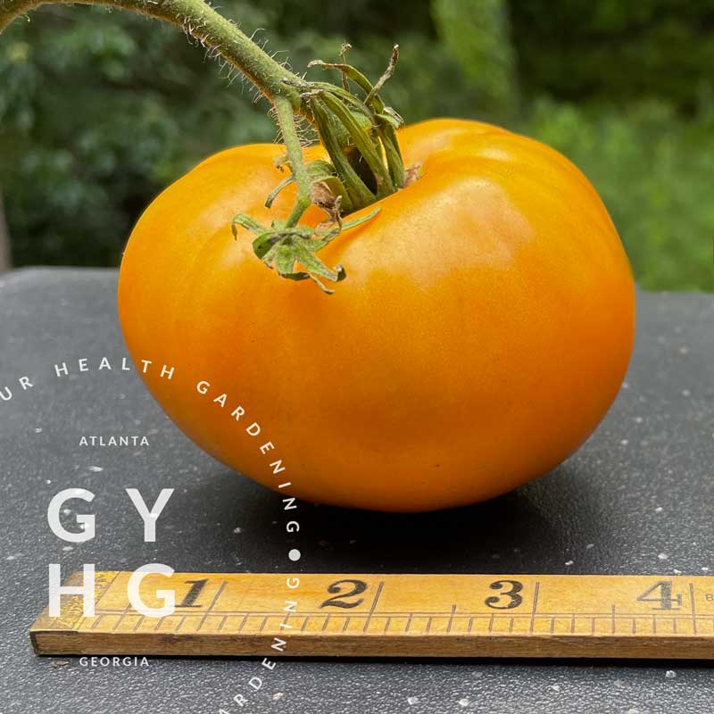 Kellogg's Breakfast Tomato Seeds – Grow Your Health Gardening