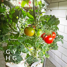 Load image into Gallery viewer, Lillie Lise Micro Dwarf Cherry Tomato growing in Aerogarden
