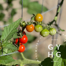Load image into Gallery viewer, Matt&#39;s Wild Cherry Example of Tomatoes on Vine showing stages of ripeness
