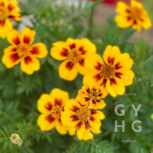 Load image into Gallery viewer, Naughty Marietta French Marigold Heirloom Seeds
