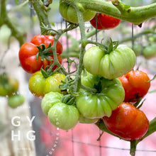 Load image into Gallery viewer, Nostrano Grasso Heirloom rare Italian tomato in the United States 
