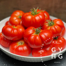 Load image into Gallery viewer, Nostrano Grasso rare Italian paste tomato grown near Atlanta GA in the SE (southeast) United States hydroponic adapted
