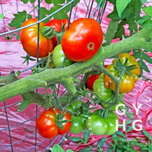 Load image into Gallery viewer, Nostrano Grasso Italian Heirloom Tomato Seeds (Extremely Rare)
