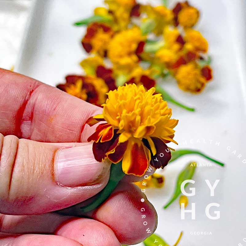eden brothers french marigold seeds orange flame Orange Flame Marigold Seed – Grow Your Health Gardening