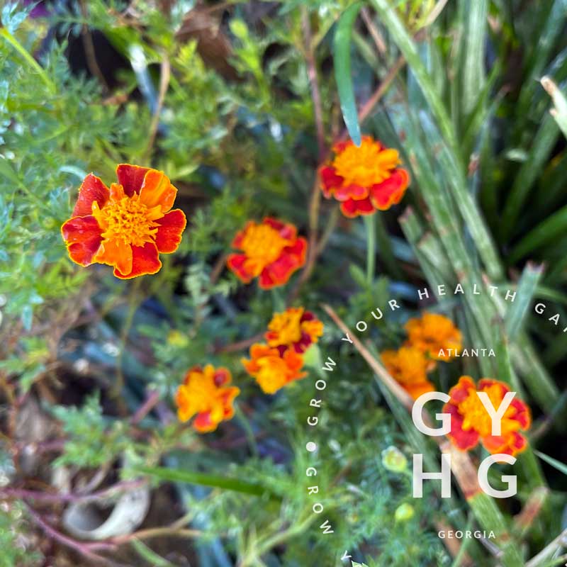 eden brothers french marigold seeds orange flame Orange Flame Marigold Seed – Grow Your Health Gardening